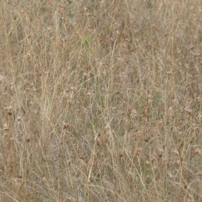 Themeda triandra (Kangaroo Grass) at Molonglo River Reserve - 31 Dec 2020 by rbtjwht