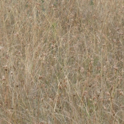 Themeda triandra (Kangaroo Grass) at Lower Molonglo - 31 Dec 2020 by rbtjwht