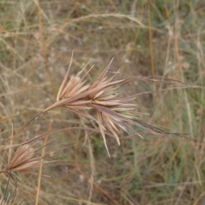 Themeda triandra at Molonglo River Reserve - 31 Dec 2020