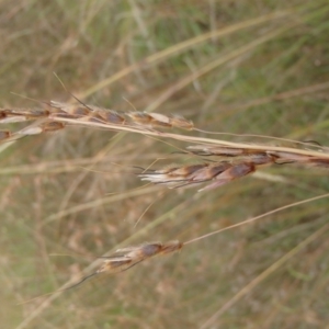 Sorghum leiocladum at Molonglo River Reserve - 31 Dec 2020