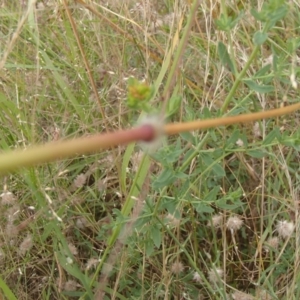 Sorghum leiocladum at Molonglo River Reserve - 31 Dec 2020