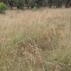 Sorghum leiocladum at Molonglo River Reserve - 31 Dec 2020