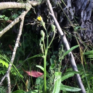 Picris angustifolia subsp. merxmuelleri at Cotter River, ACT - 7 Jan 2021