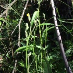 Picris angustifolia subsp. merxmuelleri at Cotter River, ACT - 7 Jan 2021