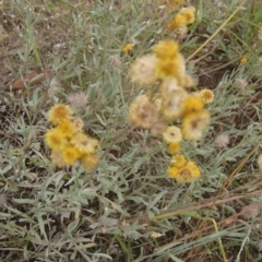 Chrysocephalum apiculatum (Common Everlasting) at Molonglo River Reserve - 31 Dec 2020 by rbtjwht