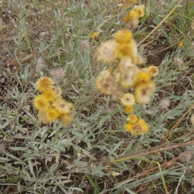 Chrysocephalum apiculatum (Common Everlasting) at Holt, ACT - 31 Dec 2020 by rbtjwht