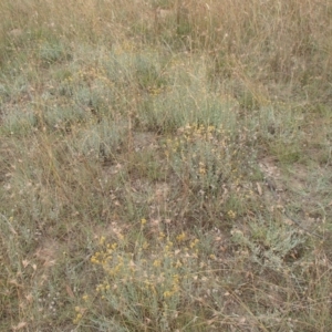 Chrysocephalum apiculatum at Molonglo River Reserve - 31 Dec 2020