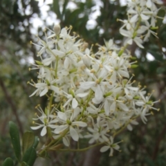 Bursaria spinosa subsp. lasiophylla (Australian Blackthorn) at Molonglo River Reserve - 31 Dec 2020 by rbtjwht