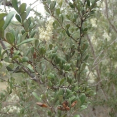 Bursaria spinosa subsp. lasiophylla at Molonglo River Reserve - 31 Dec 2020