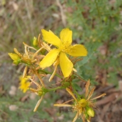 Hypericum perforatum (St John's Wort) at Holt, ACT - 31 Dec 2020 by rbtjwht