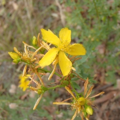 Hypericum perforatum (St John's Wort) at Holt, ACT - 31 Dec 2020 by rbtjwht