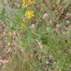 Hypericum perforatum at Molonglo River Reserve - 31 Dec 2020 11:38 AM