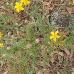 Hypericum perforatum at Molonglo River Reserve - 31 Dec 2020 11:38 AM