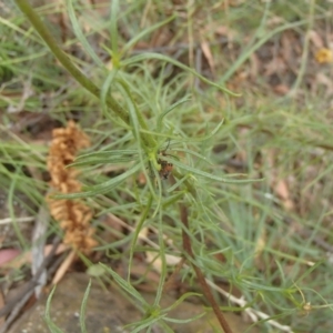 Xerochrysum viscosum at Molonglo River Reserve - 31 Dec 2020