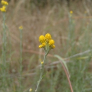 Chrysocephalum semipapposum at Molonglo River Reserve - 31 Dec 2020