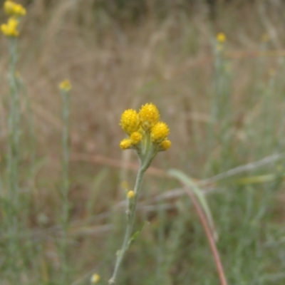 Chrysocephalum semipapposum (Clustered Everlasting) at Lower Molonglo - 31 Dec 2020 by rbtjwht