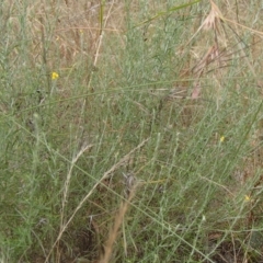 Chrysocephalum semipapposum at Molonglo River Reserve - 31 Dec 2020