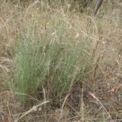 Chrysocephalum semipapposum at Molonglo River Reserve - 31 Dec 2020