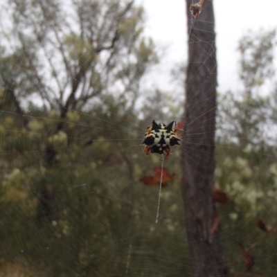 Austracantha minax (Christmas Spider, Jewel Spider) at Lower Molonglo - 31 Dec 2020 by rbtjwht
