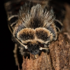 Proteuxoa sanguinipuncta (Blood-spotted Noctuid) at Melba, ACT - 31 Dec 2020 by Bron