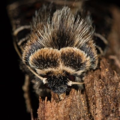 Proteuxoa sanguinipuncta (Blood-spotted Noctuid) at Melba, ACT - 1 Jan 2021 by Bron