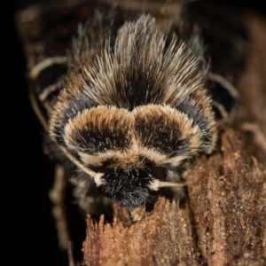 Proteuxoa sanguinipuncta at Melba, ACT - 1 Jan 2021