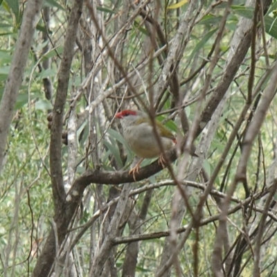 Neochmia temporalis (Red-browed Finch) at Holt, ACT - 31 Dec 2020 by rbtjwht