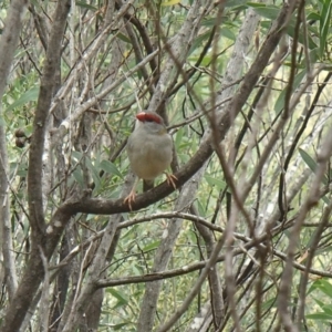 Neochmia temporalis at Molonglo River Reserve - 31 Dec 2020