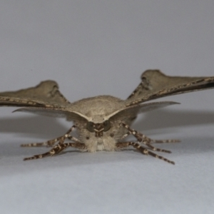 Circopetes obtusata at Googong, NSW - 22 Jan 2021