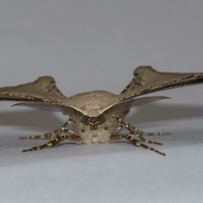 Circopetes obtusata (Grey Twisted Moth) at QPRC LGA - 21 Jan 2021 by WHall