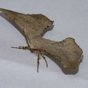 Circopetes obtusata at Googong, NSW - 22 Jan 2021