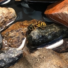 Vespula germanica (European Wasp, German Yellowjacket Wasp) at Gungahlin, ACT - 22 Jan 2021 by Petal