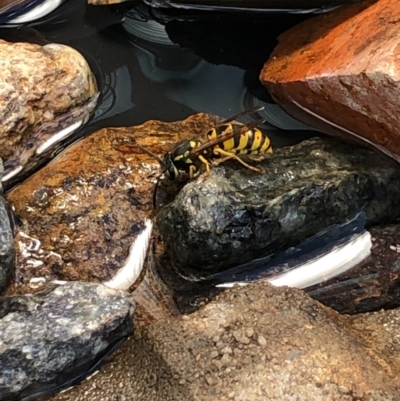 Vespula germanica (European Wasp, German Yellowjacket Wasp) at Gungahlin, ACT - 22 Jan 2021 by Petal