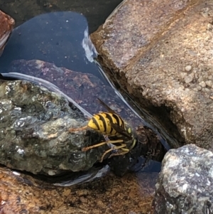 Vespula germanica at Gungahlin, ACT - 22 Jan 2021 02:33 PM