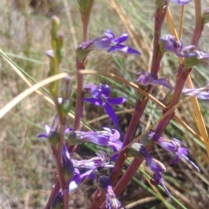 Lobelia gibbosa at Majura, ACT - 22 Jan 2021 11:18 AM