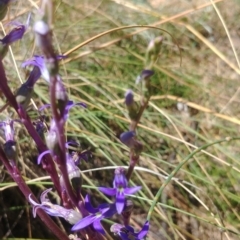 Lobelia gibbosa at Majura, ACT - 22 Jan 2021 11:18 AM