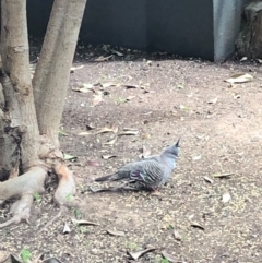 Ocyphaps lophotes (Crested Pigeon) at Gungahlin, ACT - 22 Jan 2021 by Petal