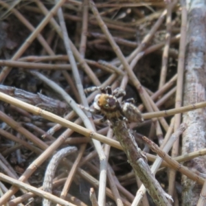 Maratus griseus at Paddys River, ACT - 22 Jan 2021