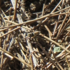 Maratus griseus at Paddys River, ACT - 22 Jan 2021