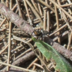 Maratus griseus at Paddys River, ACT - 22 Jan 2021 10:28 AM