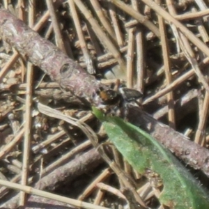 Maratus griseus at Paddys River, ACT - 22 Jan 2021