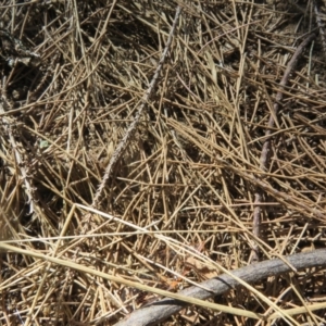 Hypoblemum griseum at Paddys River, ACT - 22 Jan 2021