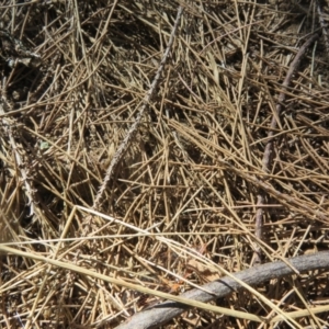 Maratus griseus at Paddys River, ACT - 22 Jan 2021 10:28 AM