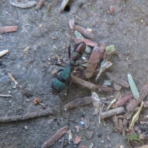 Rhytidoponera metallica at Paddys River, ACT - 22 Jan 2021