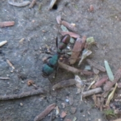 Rhytidoponera metallica (Greenhead ant) at Paddys River, ACT - 21 Jan 2021 by Christine