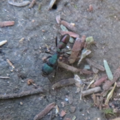 Rhytidoponera metallica (Greenhead ant) at Cotter Reserve - 21 Jan 2021 by Christine