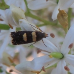 Glyphipterix chrysoplanetis (A Sedge Moth) at Cotter Reserve - 21 Jan 2021 by Christine