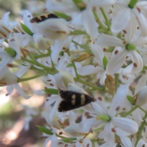 Glyphipterix chrysoplanetis at Paddys River, ACT - 22 Jan 2021