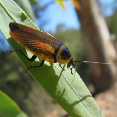 Ellipsidion australe (Austral Ellipsidion cockroach) at Cotter Reserve - 21 Jan 2021 by Christine
