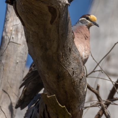 Phaps chalcoptera (Common Bronzewing) at Forde, ACT - 19 Jan 2021 by trevsci